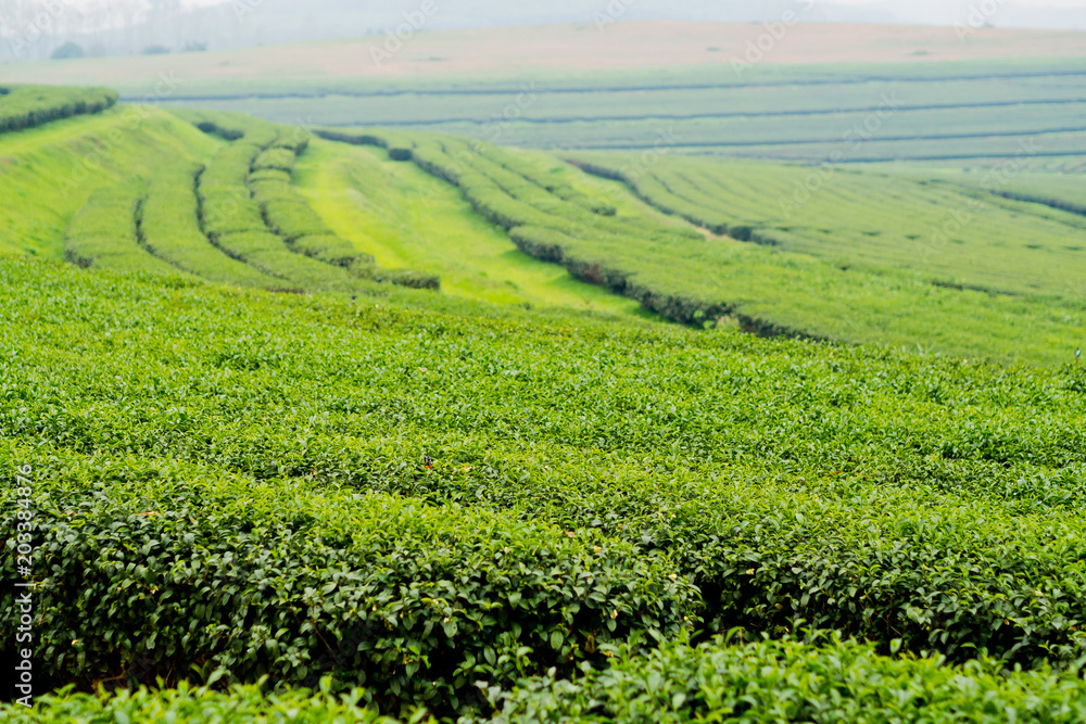 Tea Plantation, Oolong tea farm, green landscape background, green leaf Tea Plantation, Oolong tea farm, green landscape background, green leaf