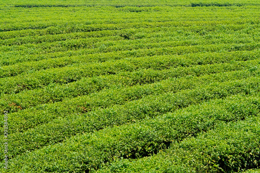 Tea Plantation, Oolong tea farm, green landscape background, green leaf