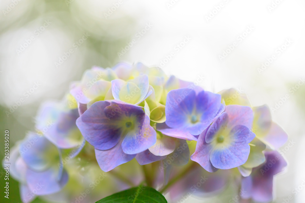 植物 花 紫陽花