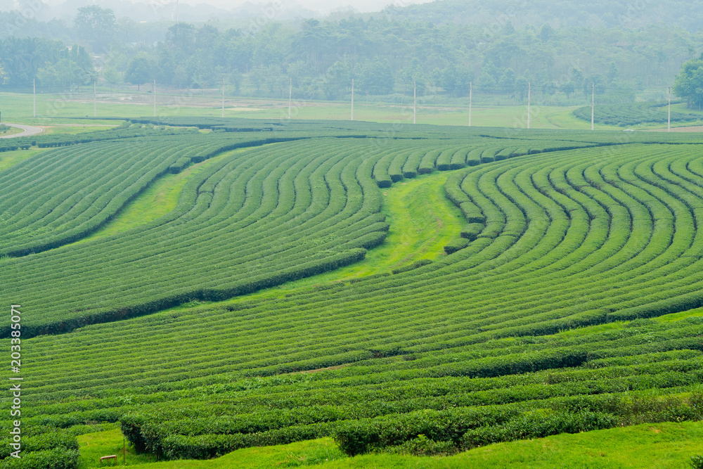 Tea Plantation, Oolong tea farm, green landscape background, green leaf Tea Plantation, Oolong tea farm, green landscape background, green leaf