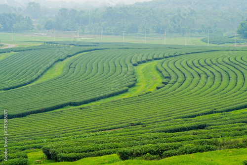 Tea Plantation  Oolong tea farm  green landscape background  green leaf