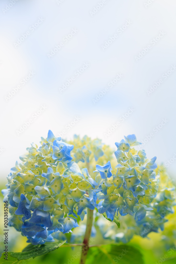 植物 花 紫陽花 植物 花 紫陽花
