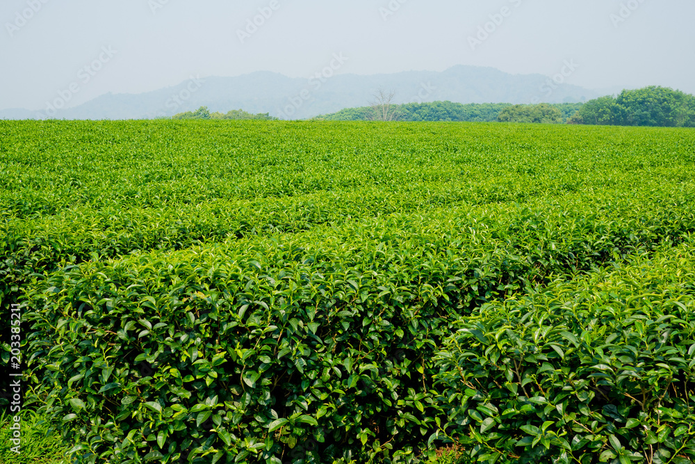 Tea Plantation, Oolong tea farm, green landscape background, green leaf Tea Plantation, Oolong tea farm, green landscape background, green leaf
