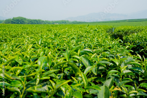 Tea Plantation  Oolong tea farm  green landscape background  green leaf