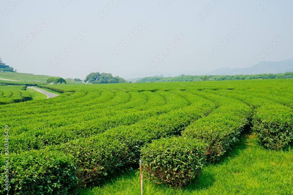 Tea Plantation, Oolong tea farm, green landscape background, green leaf