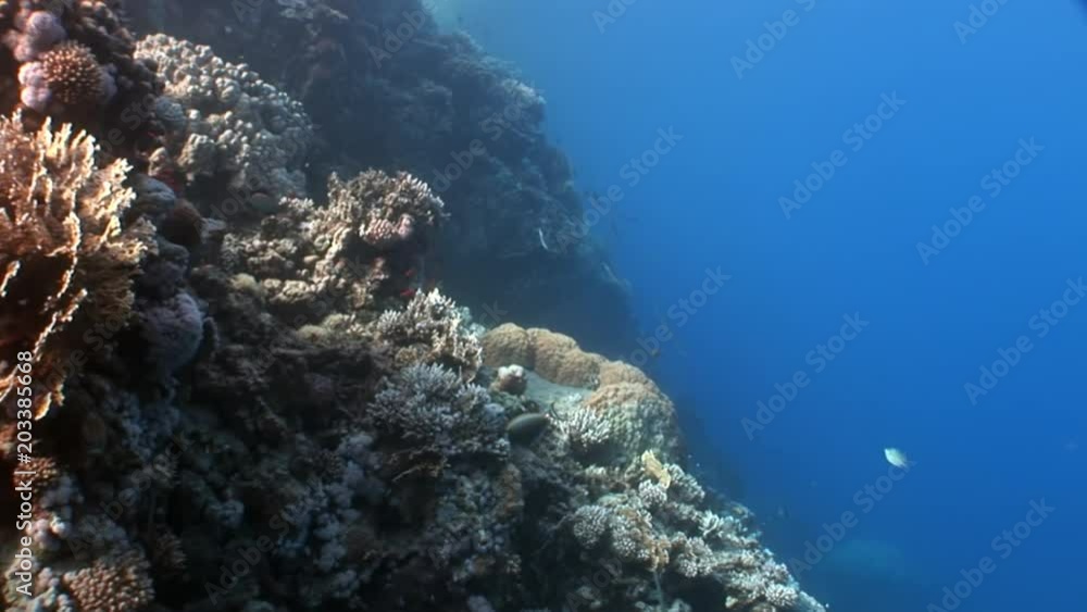 Fish in coral on clean blue background underwater Red sea. Colorful world of wild marine nature in beautiful lagoon. Awesome video of wildlife in Egypt. Fish in coral on clean blue background underwater Red sea. Colorful world of wild marine nature in beautiful lagoon. Awesome video of wildlife in Egypt.