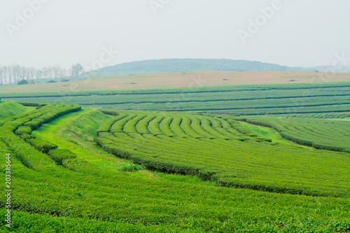 Fototapeta Naklejka Na Ścianę i Meble -  Tea Plantation, Oolong tea farm, green landscape background, green leaf