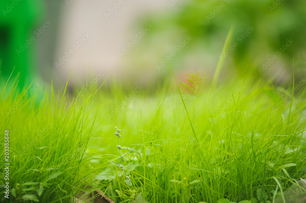 Obraz premium Fresh green grass close up.