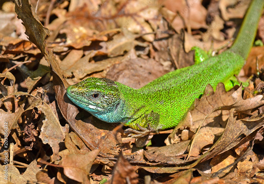 Fototapeta premium Lizard in the leaves in spring time