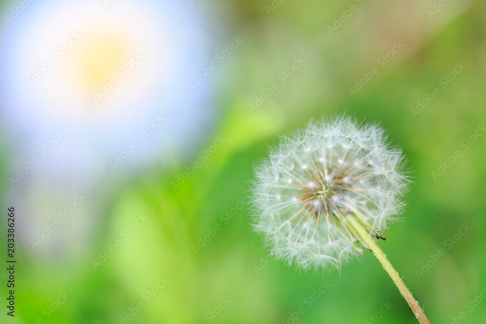 Obraz premium 植物 花 たんぽぽ