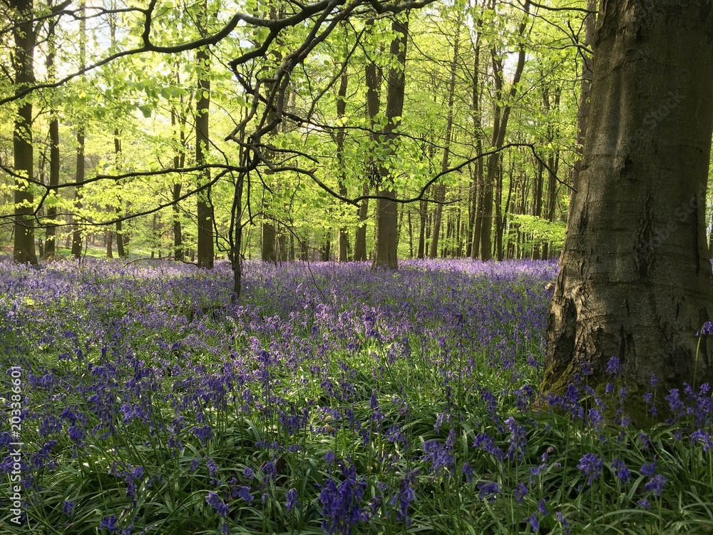 Fototapeta premium Bluebells in woodland in the springtime