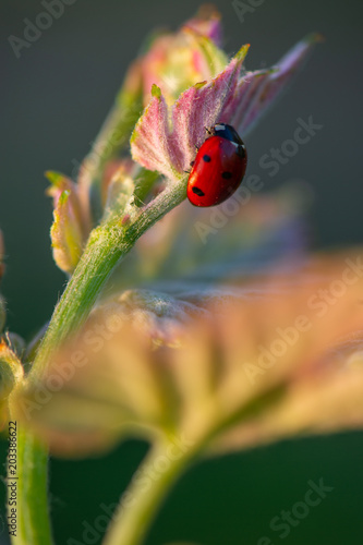 Macro of a Red Ladybug in vineyard on green wine leaf defocused background photo