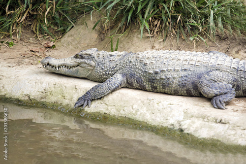 The crocodile lying on the river bank