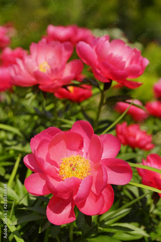 芍薬の花満開