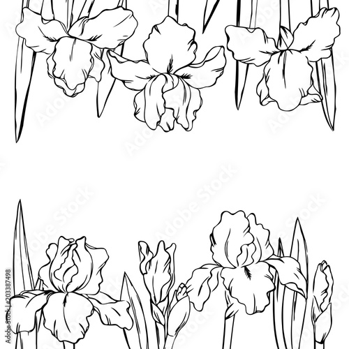 Fototapeta Naklejka Na Ścianę i Meble -  vector contour iris  flowers coloring book border frame pattern