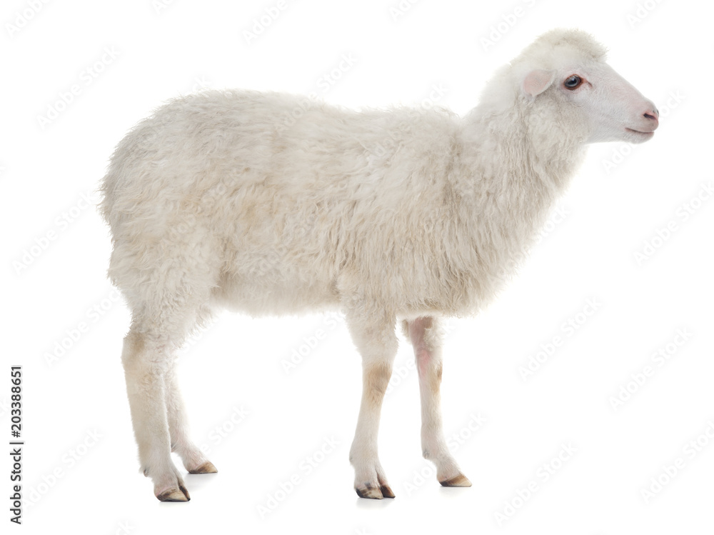Obraz premium sheep