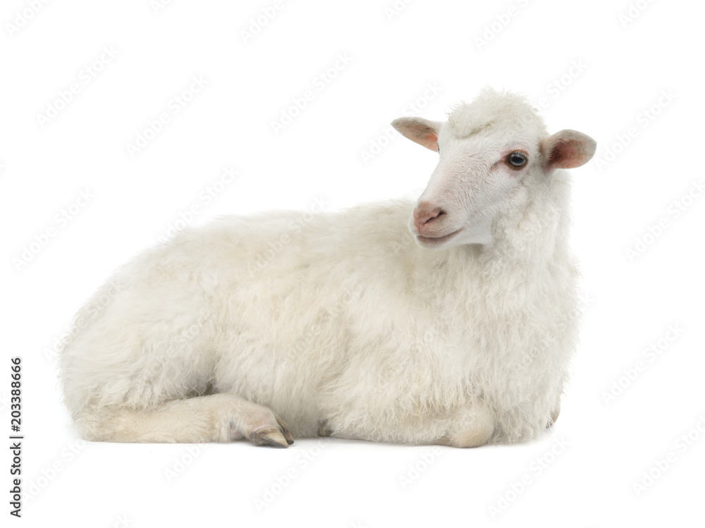 Fototapeta premium sheep