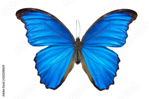Morpho butterfly © fotomaster