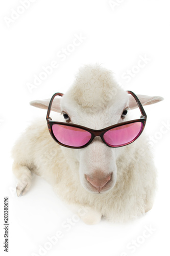 sheep with glasses © fotomaster