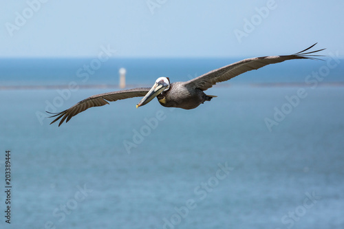 Flying Brown Pelican with blue sky and breakwater in background. photo