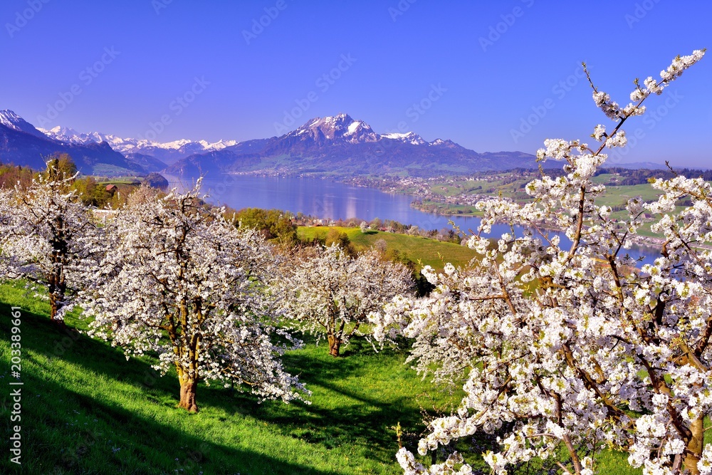 Naklejka premium Ausblick auf blühende Kirschbäume am Vierwaldstättersee mit Berg Pilatus in der Schweiz