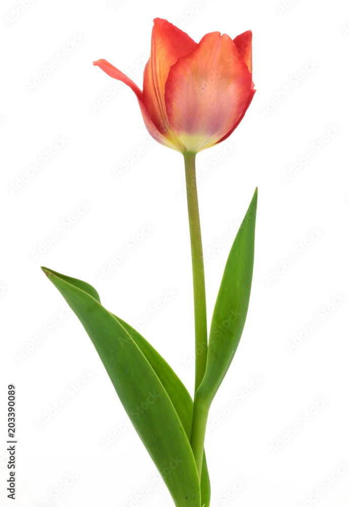 Single red tulip isolated on white background.