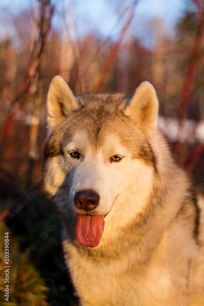 Close-up Portrait of Beige and white lovely Siberian Husky dog at sunset on red bush background. Image of young and free lovely husky male looks like a wolf in the forest