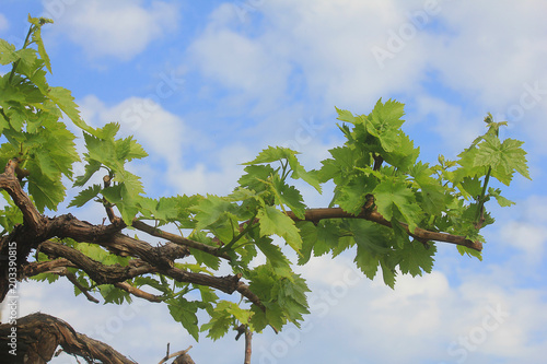 vine leaves with sky background
