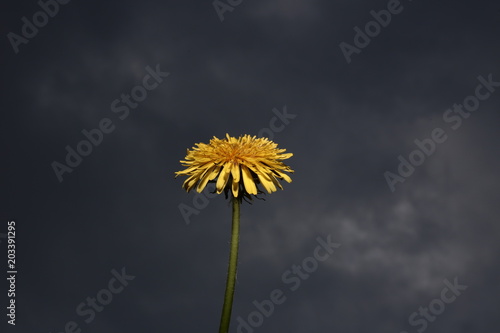 Dandelion