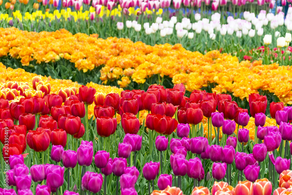 Many Multicolored Tulips