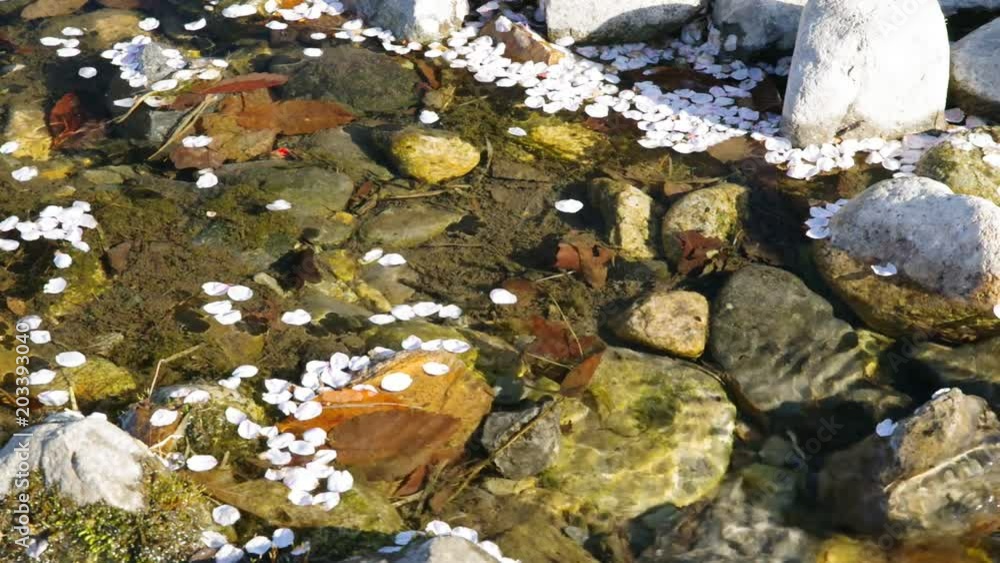 流れる桜の花びら 流れる桜の花びら