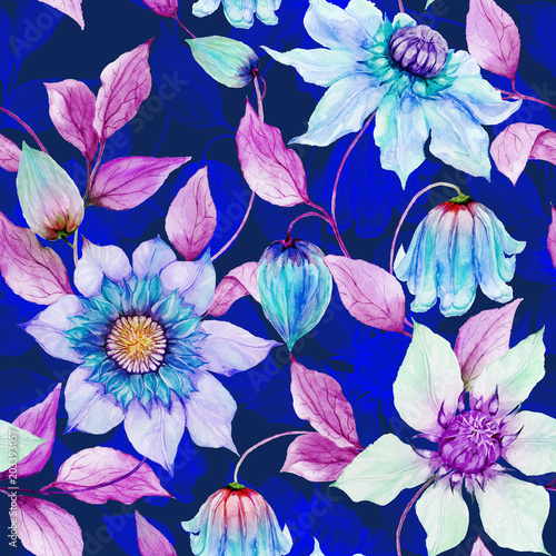 Beautiful clematis flowers on climbing twigs against ultramarine background. ...