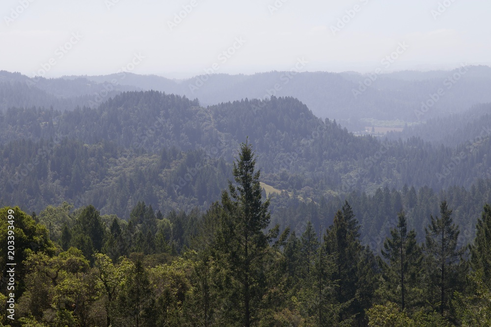 Fototapeta Armstrong Redwoods State Natural Reserve, California, United States - to preserve 805 acres (326 ha) of coast redwoods (Sequoia sempervirens). The reserve is located in Sonoma County, Guerneville.