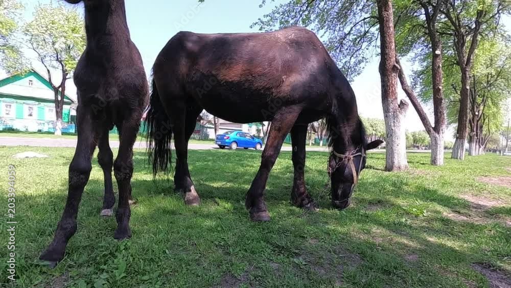 Spring. a horse with a foal grazing in the village. Spring. a horse with a foal grazing in the village.
