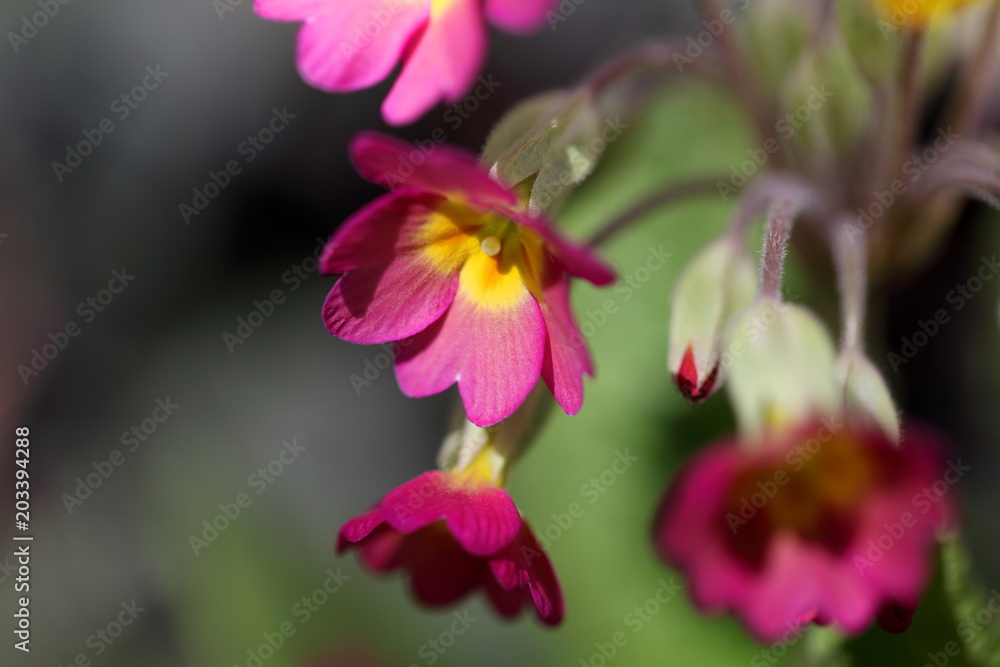 Closeup of a red cowslip Closeup of a red cowslip