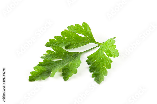 Fresh green parsley