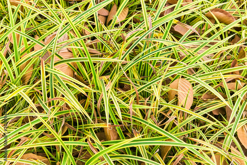 Autumn leaves on the green grass texture background Autumn leaves on the green grass texture background