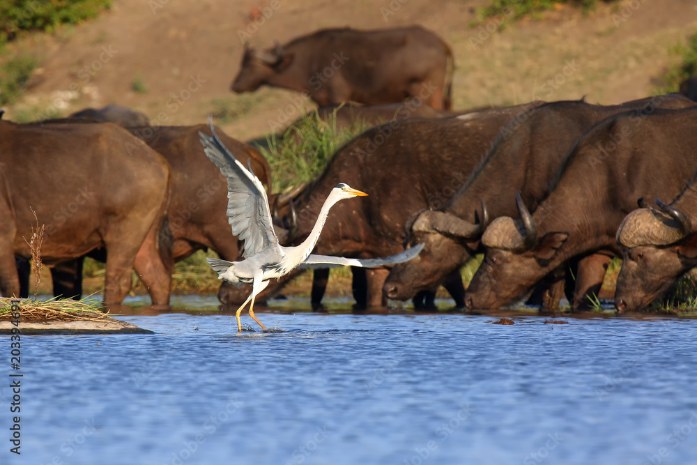 Obraz premium The grey heron (Ardea cinerea) in lagoon.Dancing heron in background herd of Cape Buffalo.