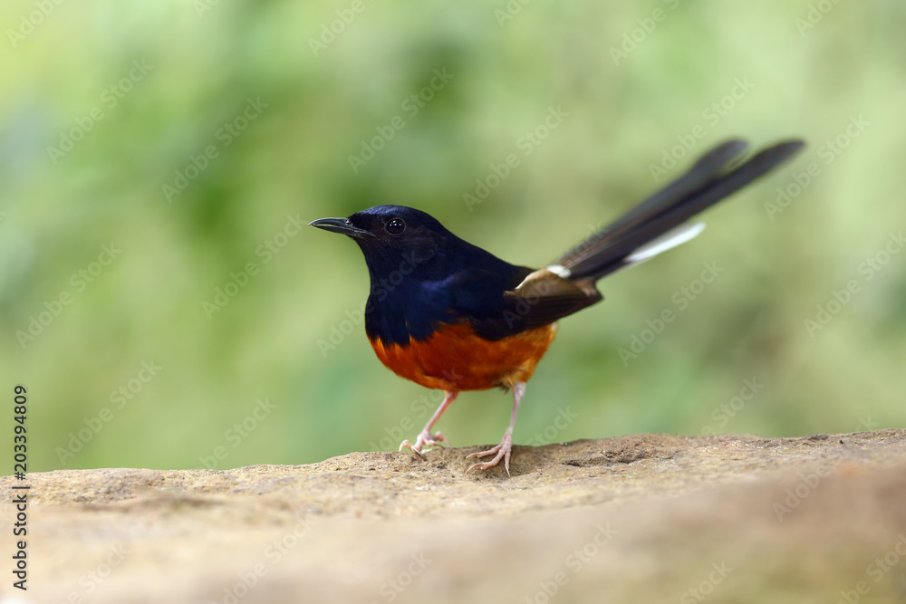 Fototapeta premium The white-rumped shama (Copsychus malabaricus) sitting on the stone.