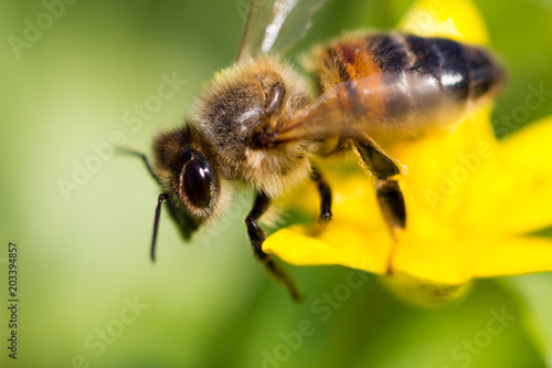 Bee on yellow flower. © Ludmila Smite