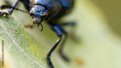 The Tentacles of The Scarab Wiggle