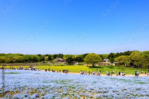 Nemophila