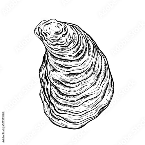 Oyster shell. Engraved style. Isolated on white background. Vector illustration
