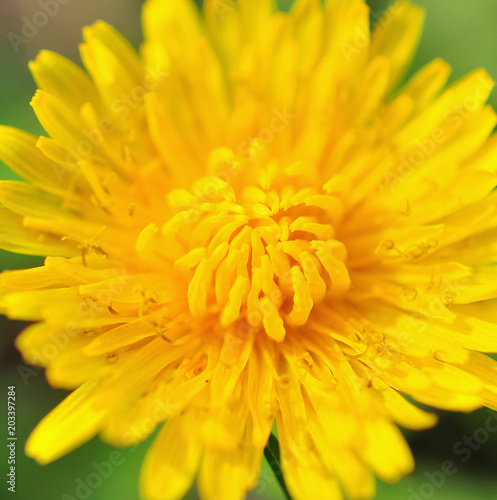 dandelion in green grass