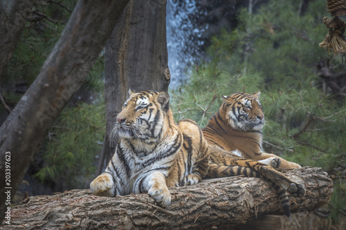 Fototapeta Naklejka Na Ścianę i Meble -  Tiger