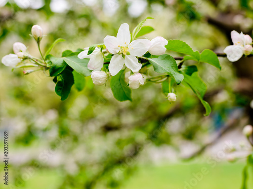 Branch with the flowers of the apple tree.