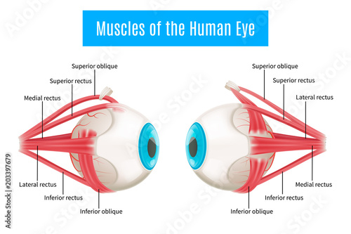 Human Eye Anatomy Diagram 