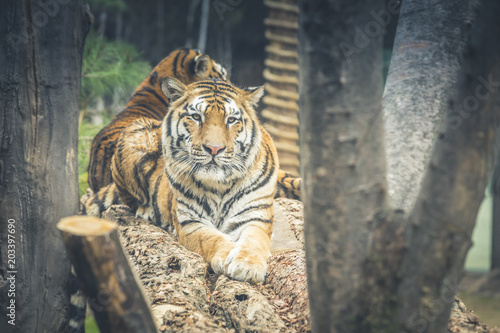 Fototapeta Naklejka Na Ścianę i Meble -  Tiger