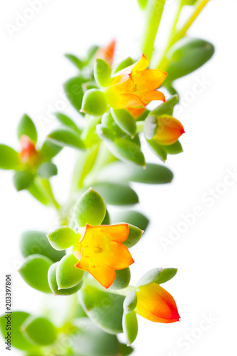 Flowers of a flowering succulent plant. Closeup