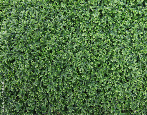 Plant cover of selaginella